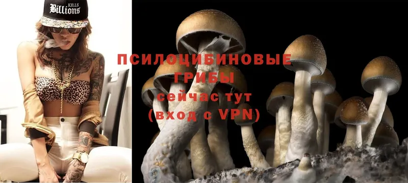 купить  цена  Волгореченск  Галлюциногенные грибы MAGIC MUSHROOMS 